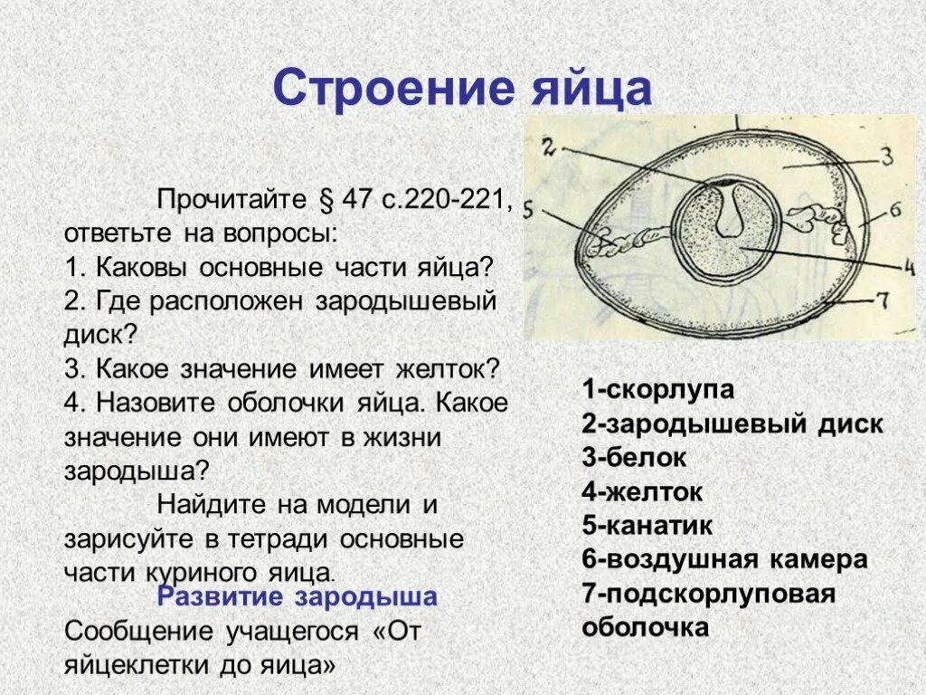 Строение яйца птицы и функции. Строение яйца птицы канатик. Строение яйцеклетки птицы. Строение зародышевого диска яйца птицы. Строение яйцеклетки куриного яйца.