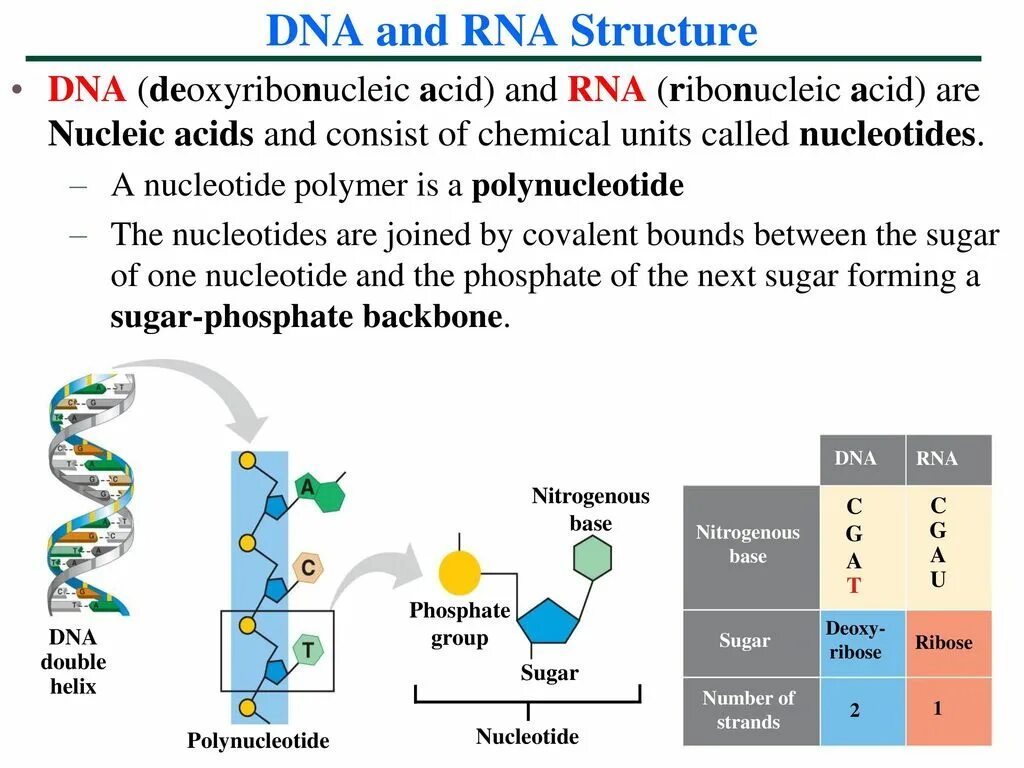 What is a dna. Rna structure. днк для презентации. rna and dna structure. строение днк презентация.