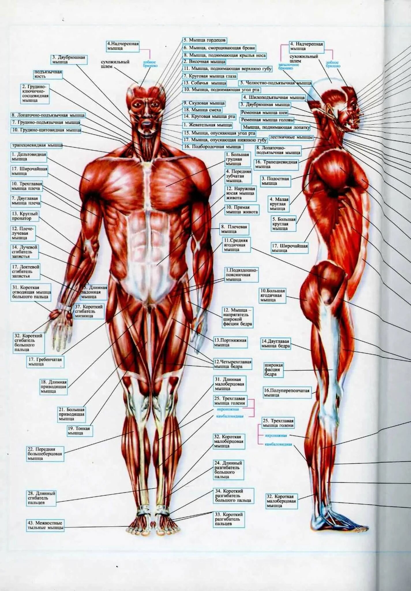 Атлас анатомия человека мышечная система. Атлас мышечной системы человека с описанием. Мышечный скелет человека с названиями. Анатомический атлас.мышечная система туловища человека. Назовите мышцы человека
