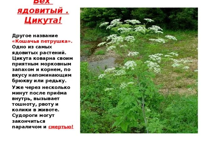 Нежные листья ядовитые корни по порядку