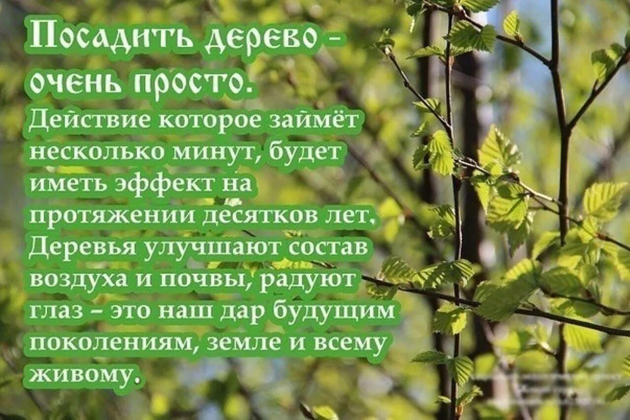 Никому не рад не посаженные деревья впр