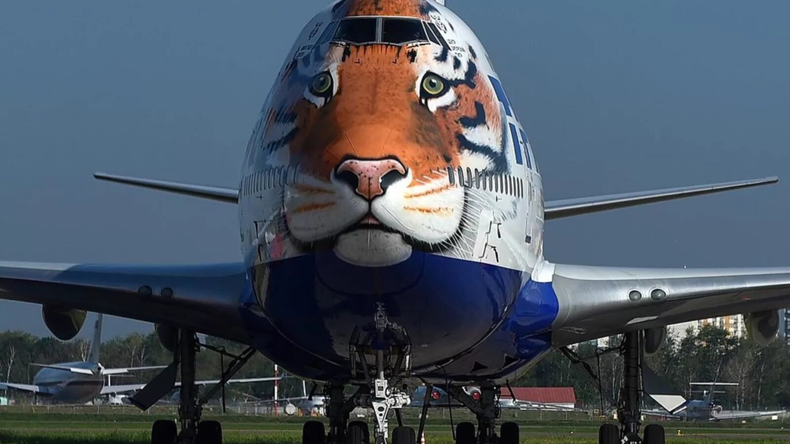Самые интересные самолеты. Боинг 747 Тигролет. Боинг 747 Трансаэро тигр. Boeing 747 тигр. Трансаэро Амурский тигр.