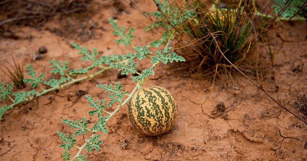 17 Watermelon Facts You Never Knew! - OhFact!