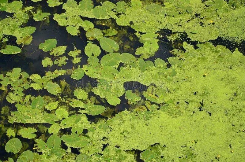 Болотные водоросли. Вода зеленый болото. Грязная зелень. Зелёные водоросли. Зеленая прозрачная вода.
