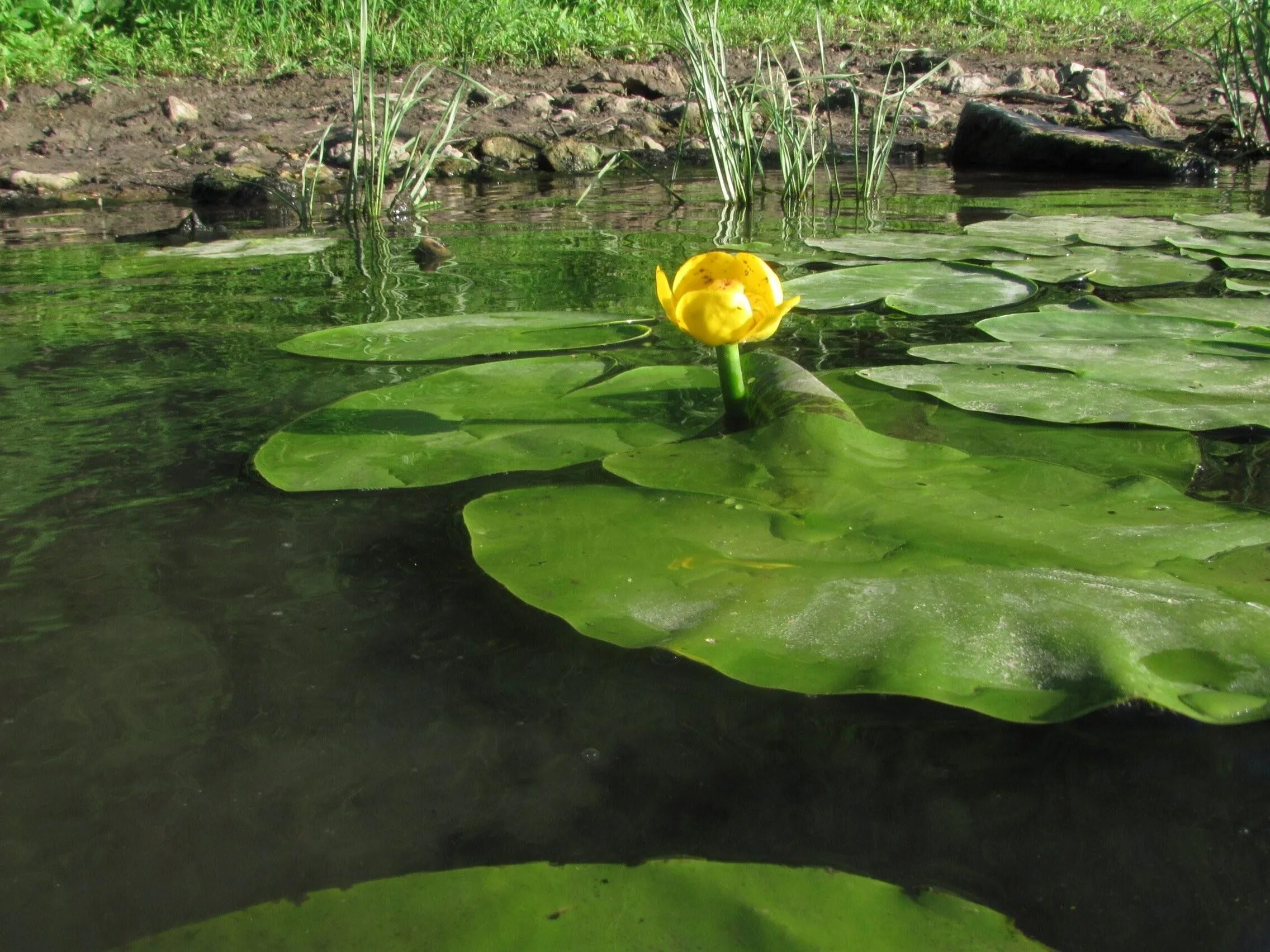 Ондатра в пруду. Река ока растения и животные реки. Речная флора и фауна. Какие растения и животные оки. Какие растения и животные оки.