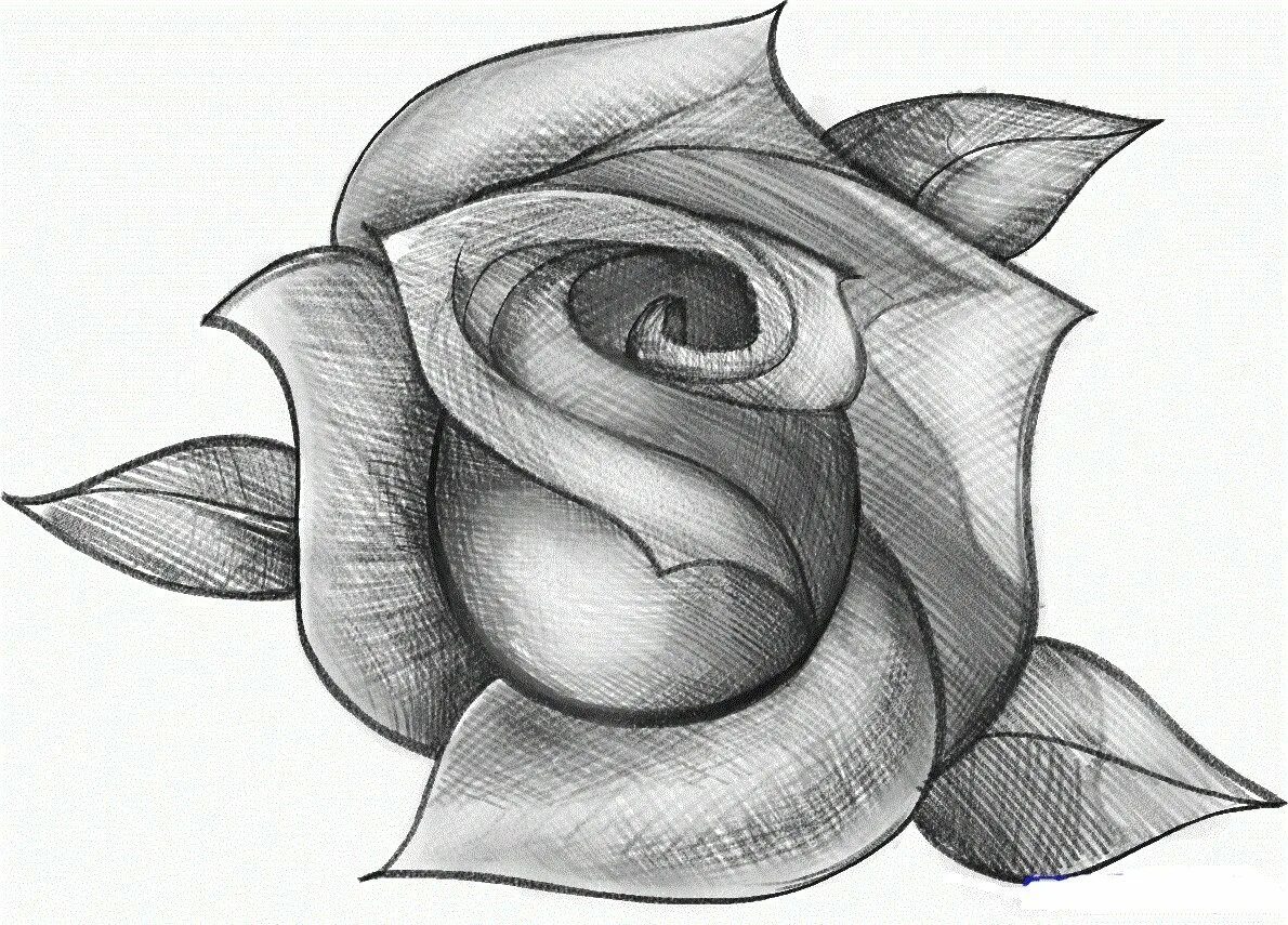 Картинки карандашом. Красивые рисунки карандашом. Роза рисунок. Эскиз розы карандашом. Красивые и простые рисунки.