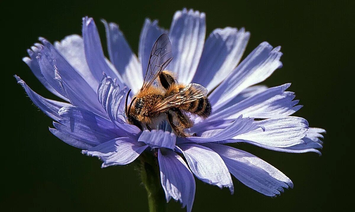 Сладкий нектар. Аромасвечи для состояний афродита. Тарелочка с колибри дименшенс. Журчалка фото. Dimensions 35011.