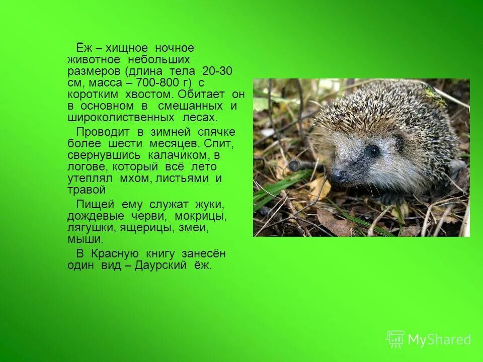 Ответы Mail.ru: Почему ёжики всегда были и будут положительными героями? Как вы 