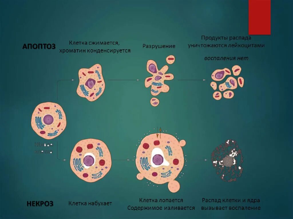 Выделения продуктов распада. Распад клетки. Дезинтеграция клеток. Апоптоз опухоли. Методы дезинтеграции клеток.