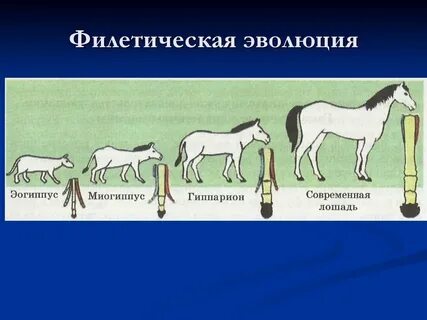 Филетическая эволюция