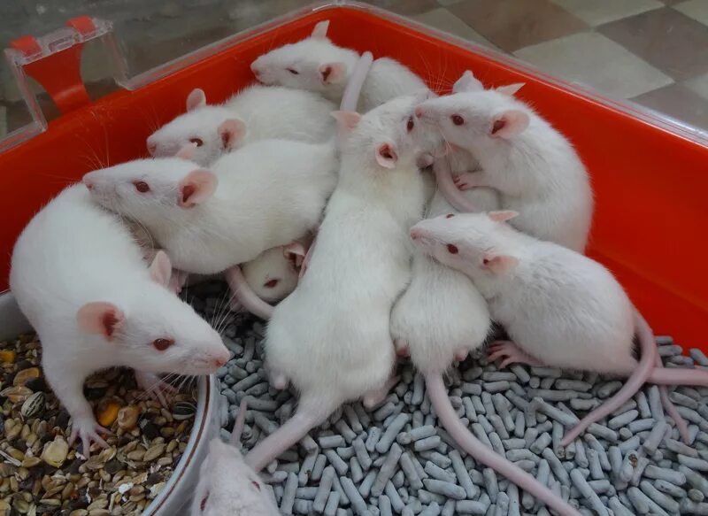 сонник крысы к чему снятся. к чему снится крыса женщине. много крыс. сонник крысы к чему снятся. сон напала крыса.