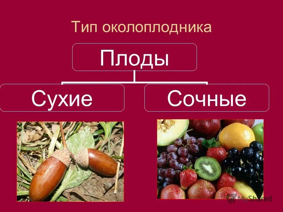 Плоды строение и классификация плодов. Сухие и сочные плоды. Тип околоплодника плодов. Плоды по типу околоплодника. Формирование околоплодника