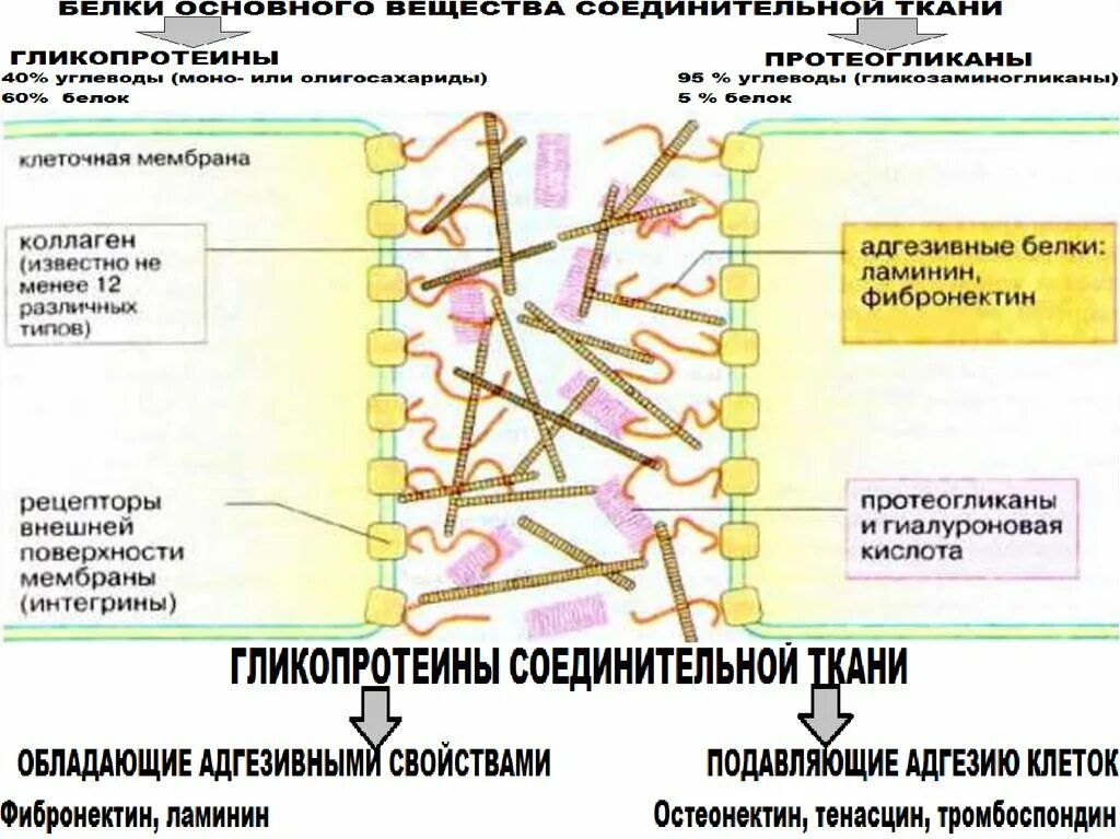 Межклеточный Матрикс соединительной ткани биохимия. Особенности строения соединительной ткани биохимия. Коллаген основной белок соединительной ткани. Состав межклеточного матрикса соединительной ткани.