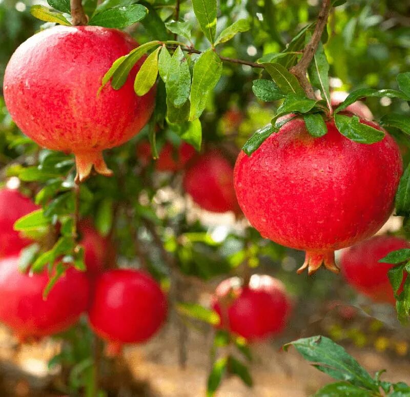 Псыж гранат. Гранат шароли. гранат вандерфул. punica granatum. гранат гюлоша.