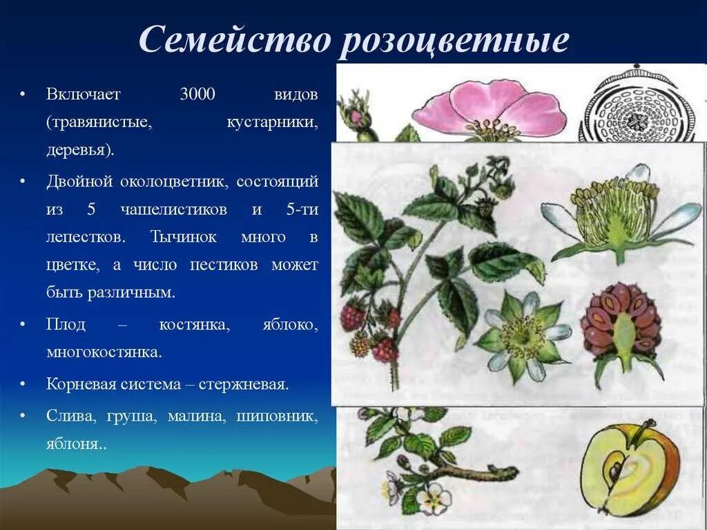 Признаки растений семейства розоцветные. Двудольные розоцветные представители. шиповник представитель семейства розоцветных. двудольные семейство розоцветные. двудольные розоцветные растения.