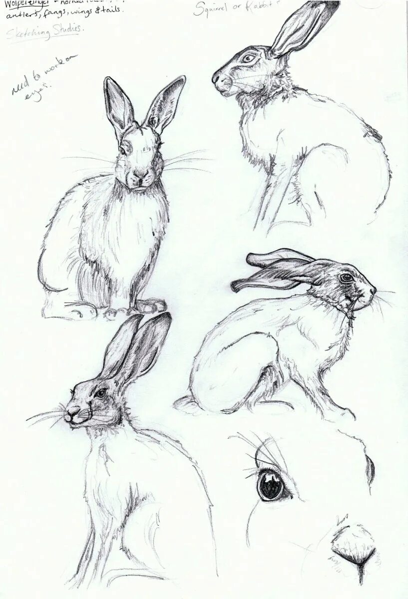 Кролик сзади референс. Референс кролика сбоку. Наброски животных. Кролик референс анатомия. Референс зайца.
