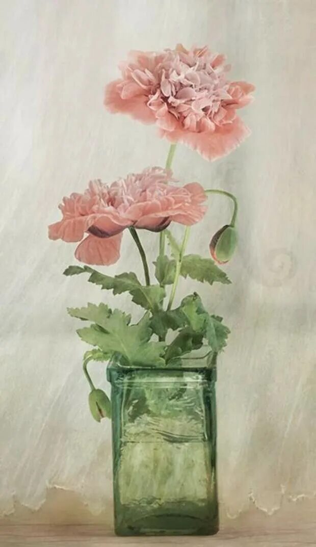 Фотограф цветов Мэнди Дишер. Маки в стеклянной вазе. Британская художница Мэнди Дишер. Удивительная нежность