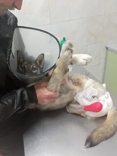 Система поиска животных