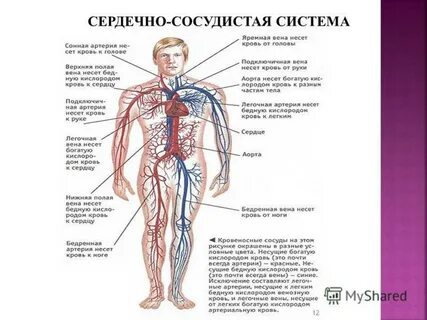 К какой системе органов относятся сосуды