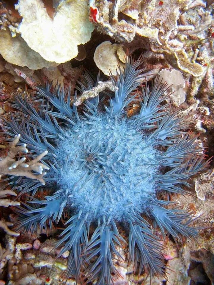 Акантастер морская звезда. Терновый венец (Acanthaster planci). Терновый венец морская звезда. Ядовитая морская звезда Терновый венец.