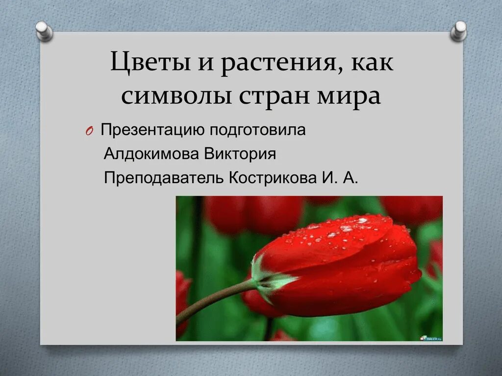 Растение символ страны. Презентация на тему цветы. Национальный цветок. Цветы символы стран.