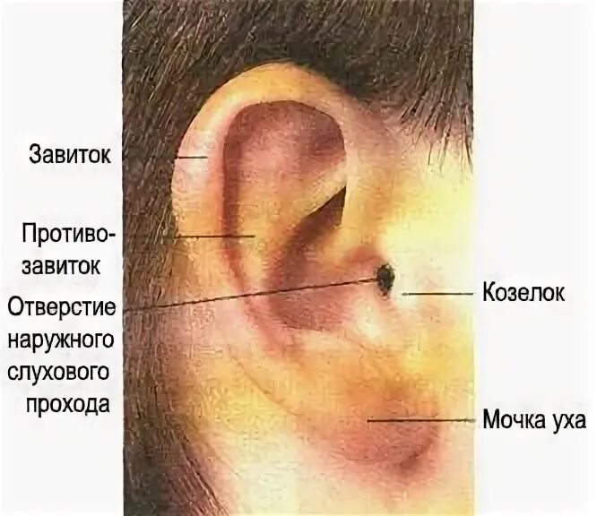 Узнать болит ухо. Ухо девушки. Ухо девушки. Узнать болит ухо. Тиннитус.