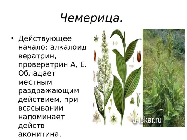 Чемерица инструкция для животных. Чемерица лобеля препараты. чемерица лобеля формула цветка. чемерица лобеля алкалоиды. чемерица лобеля сырье.