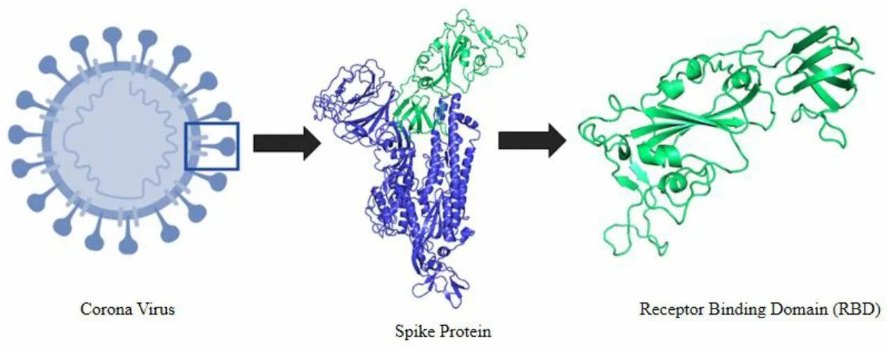 Коронавирус 2019. Коронавирус белки. S белок коронавируса. RBD белок коронавируса. Взаимодействие вируса с рецепторами белков.