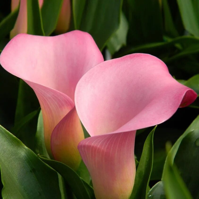 Калл бывает. Калла гарнет глоу. калла samur. калла санклаб. калла (zantedeschia) самур.