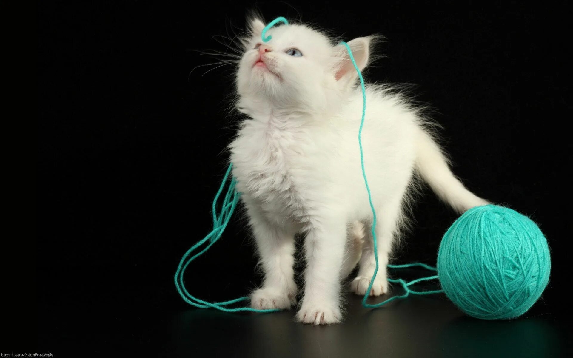 Котята играют с клубком ниток. Котики. Котёнок и клубок. Клубок ниток. Кошка с клубком.