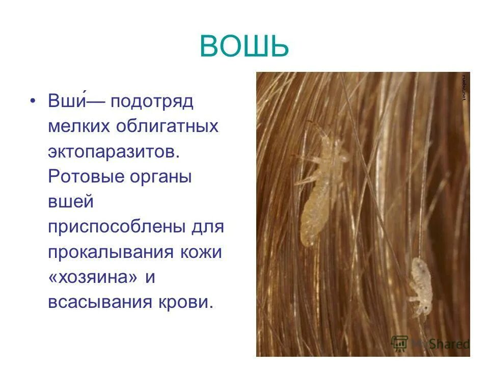 стихотворение про вшей. интересные факты о педикулезе. вши стих. вши стих. головная вошь жизненный цикл.