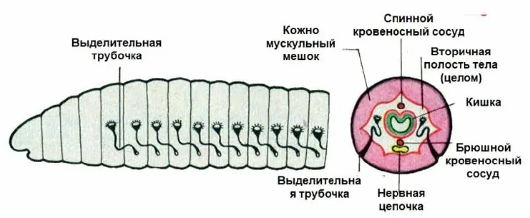 Кровеносная система метанефридиального типа. Выделительная система дождевого червя схема. кольчатые черви система выделения. строение выделительной системы кольчатых червей. строение выделительной системы дождевого червя.