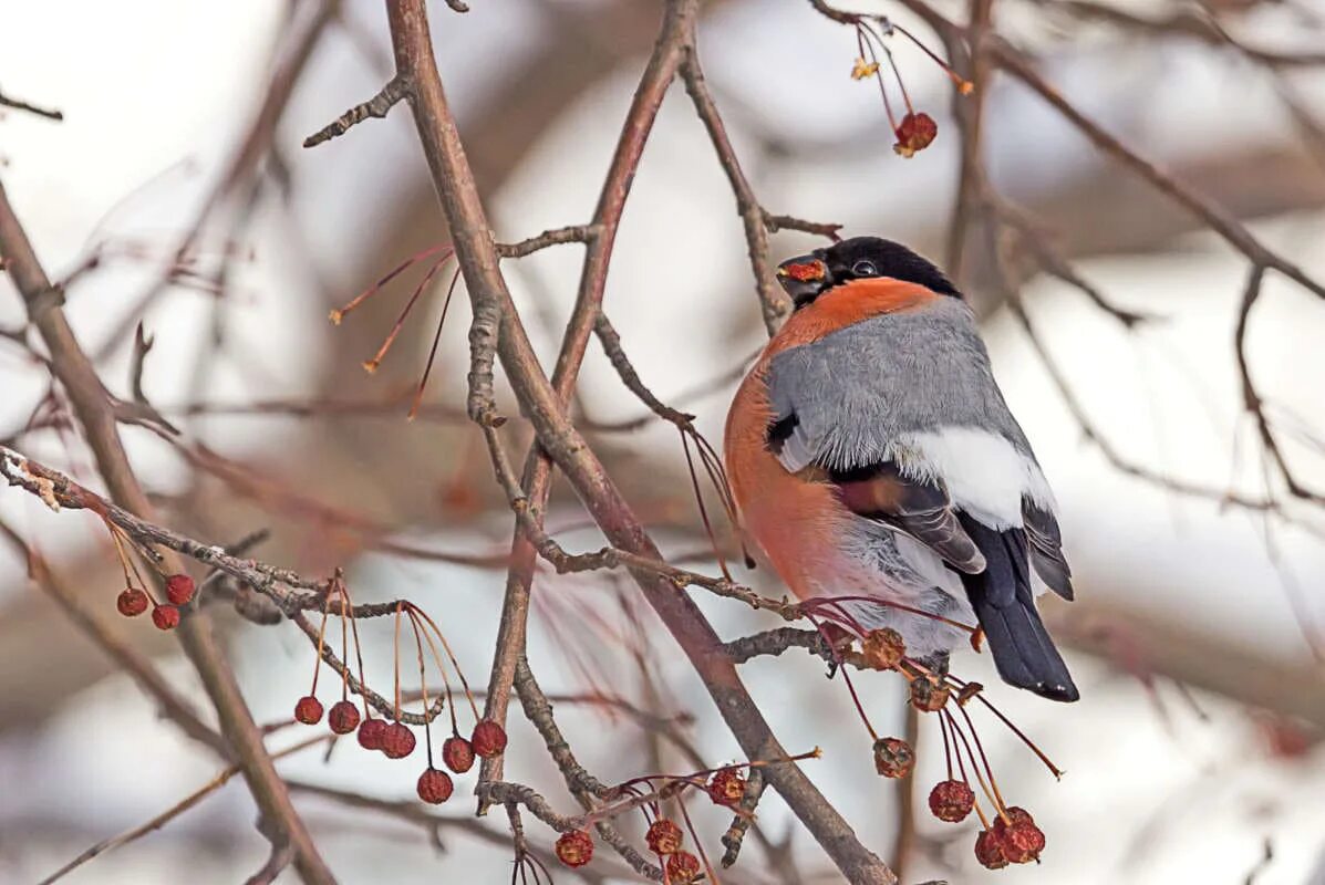 Снегирь в кормушке. Зима синичка на рябине. Зимние птицы россии. Птицы россии снегирь. Бурый снегирь.