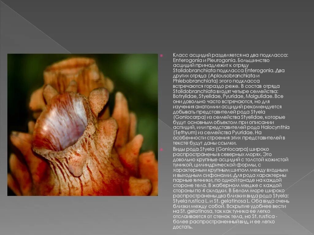 Образ жизни асцидии. Асцидия строение. внешнее и внутреннее строение асцидии. характеристика класса асцидии.