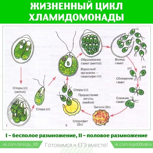 Взрослая особь хламидомонады образуется. Размножение хламидомонады схема. Размножение и жизненный цикл хламидомонады. Цикл развития и размножения хламидомонады. Цикл хламидомонады схема.