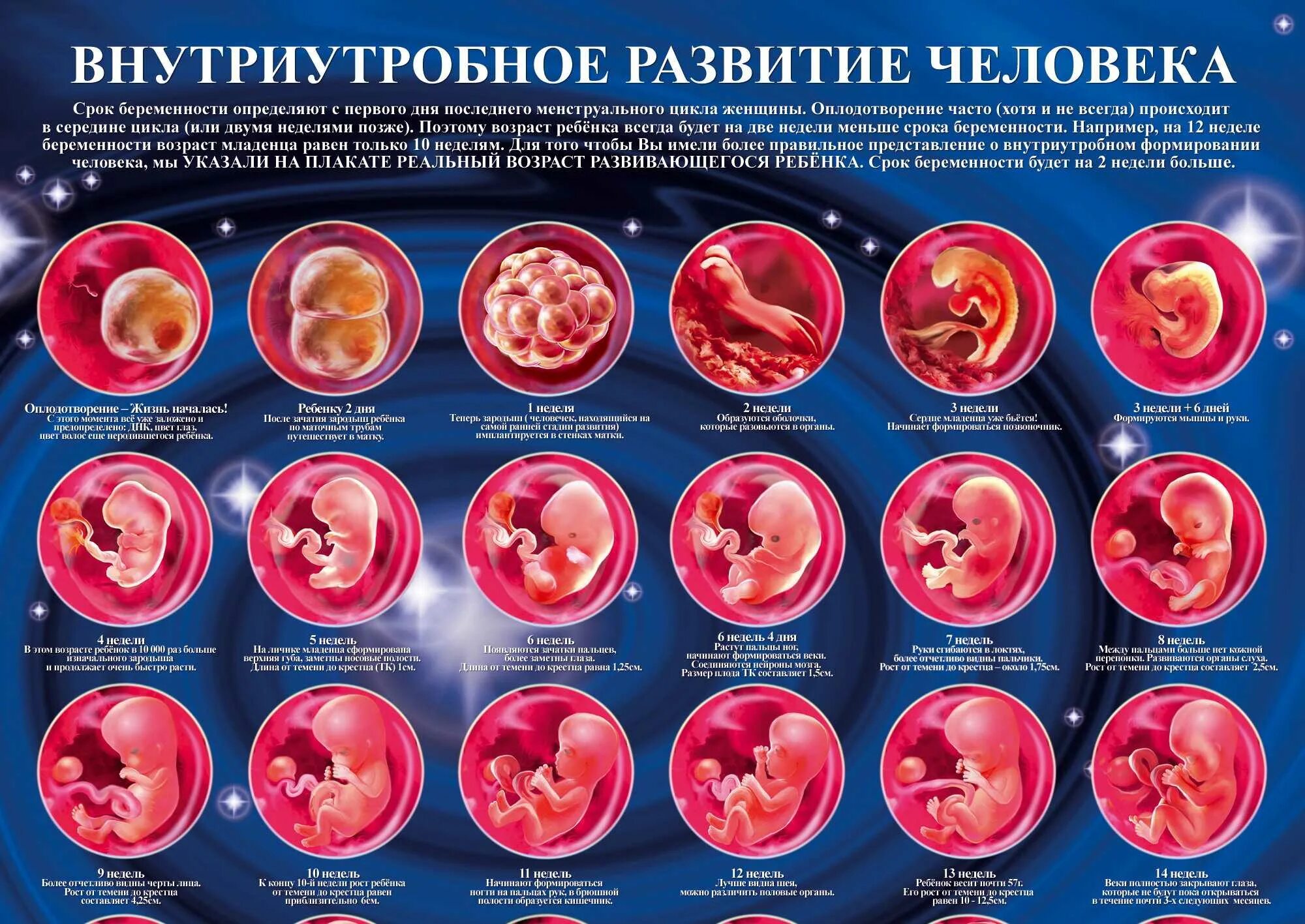 Раннее развитие плода