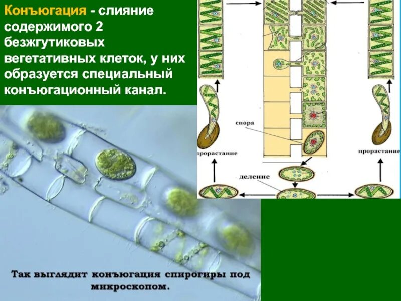 Спирогира половое. Размножение спирогиры конъюгация. Вегетативное размножение спирогиры. Размножение водоросли улотрикса. Конъюгация водоросли спирогиры.