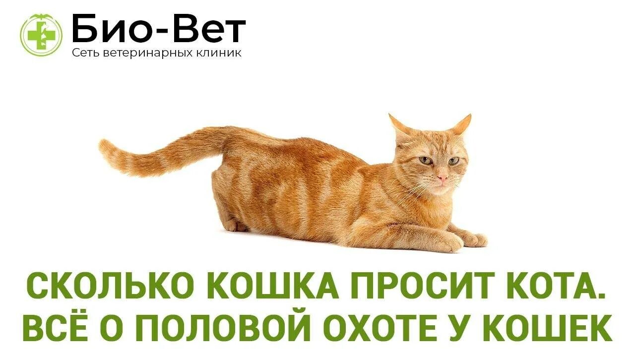 Кошечка просит кота. Кошка хочет. Что делать когда кошка просит кота. Чем успокоить кота в домашних условиях.