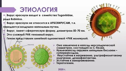Вирус краснухи микробиология
