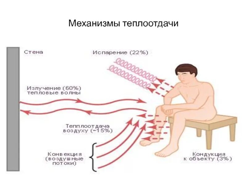 При повышении температуры окружающей среды сосуды кожи. Механизм передачи тепла теплообменом. Механизмы теплоотдачи человека. Механизмы теплоотдачи конвекция испарение. За счет каких механизмов осуществляется теплоотдача организмом.