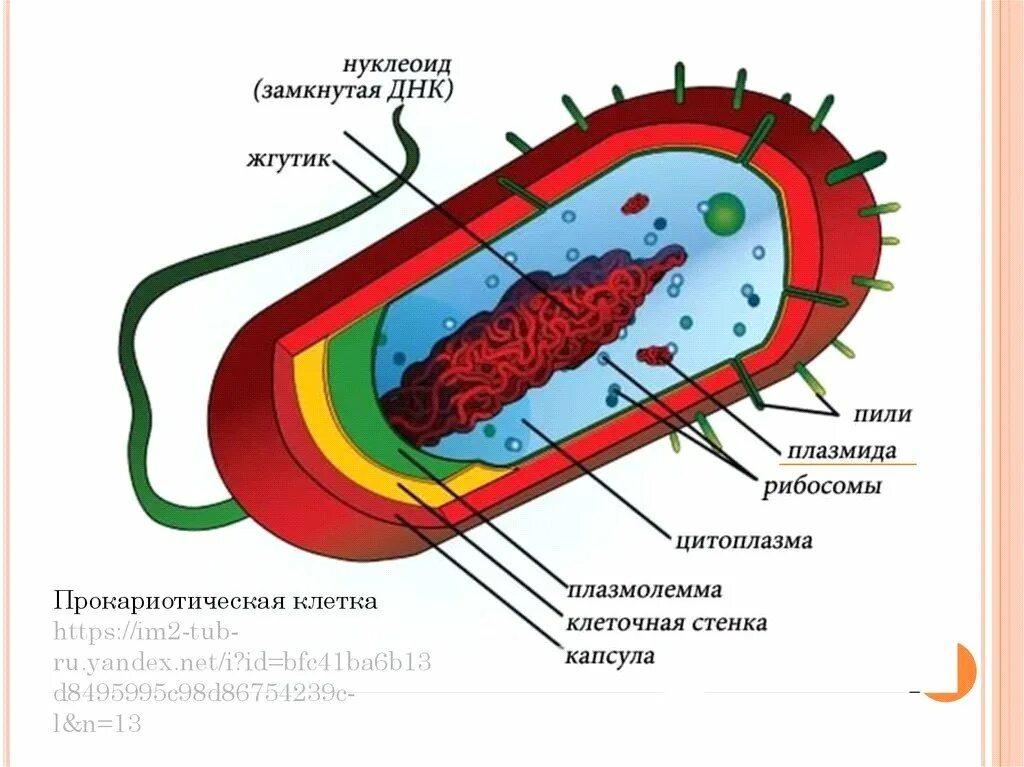 Прокариоты рисунок. Схема строения прокариотической клетки. Строение прокариотической клетки рисунок. Схема строение прокариотических клеток. Строение клетки прокариот бактерии.
