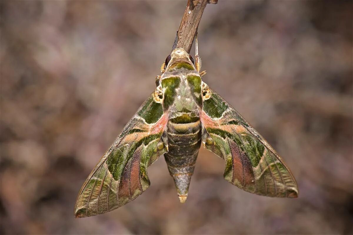 Бабочка олеандровый Бражник. Олеандровый Бражник олеандровый Бражник. Бражник олеандровый (Daphnis nerii). Глазчатый Бражник бабочка.