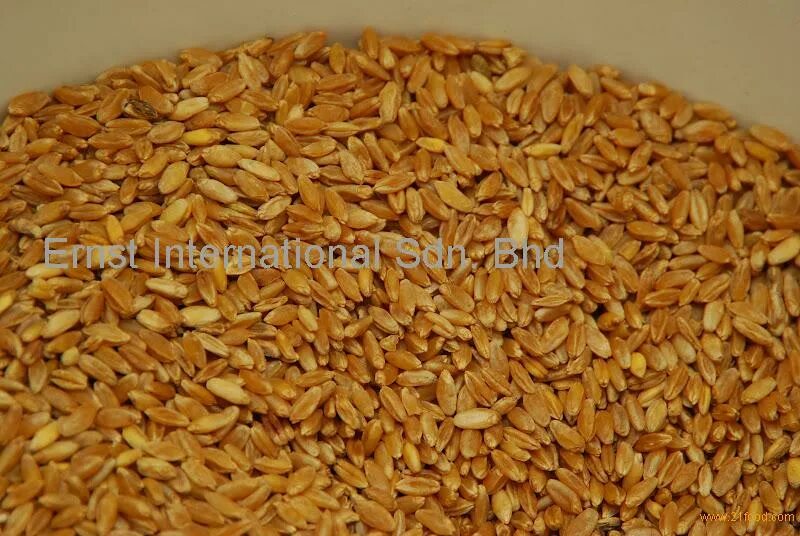 Пшеница твердых сортов польза. Мелянопус (melanopus) пшеница. арнаутка. durum wheat apulia. твердые сорта пшеницы.