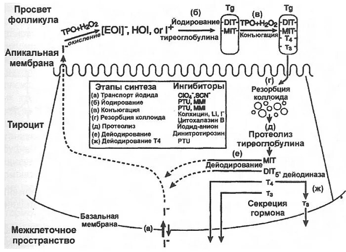 Использование йода для синтеза гормонов. Схема синтеза тиреоидных гормонов. Биосинтез тиреоидных гормонов схема. Биосинтез тиреоидного гормона схема. Синтез тиреоидных гормонов биохимия схема.