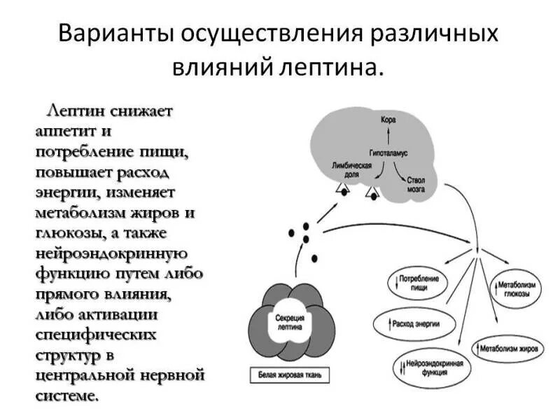 Как подавить аппетит. Как подавить аппетит