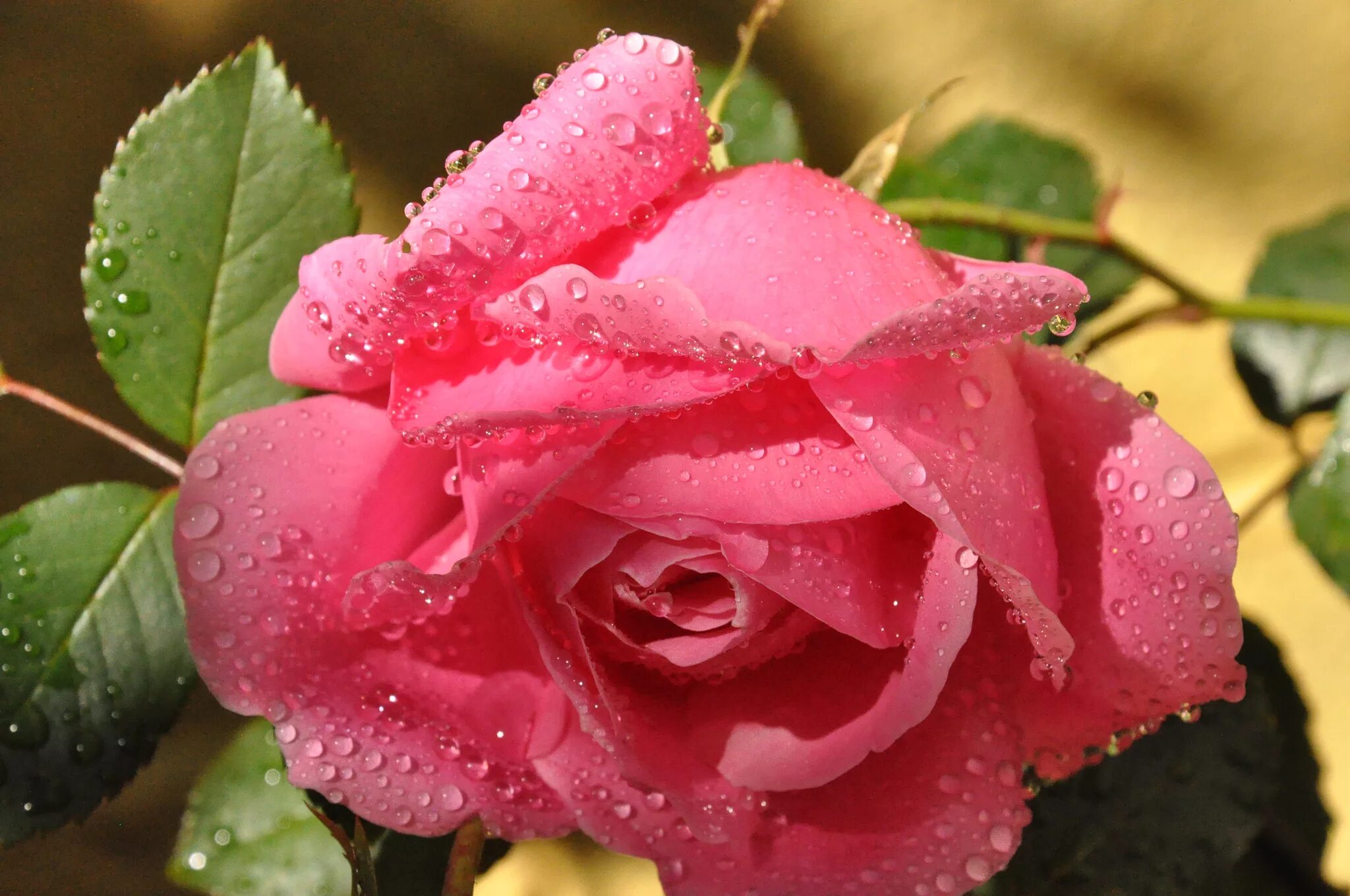 Красивые цветы. Очень красивые цветы. Прекрасные розы. Заставка на рабочий стол розы.