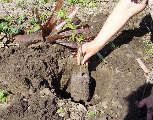 Когда можно высаживать деревья. Посадка яблони весной саженцами. Посадка груши весной саженцами. Саженцы яблони ЗКС. Посадка саженца с закрытой корневой системой.