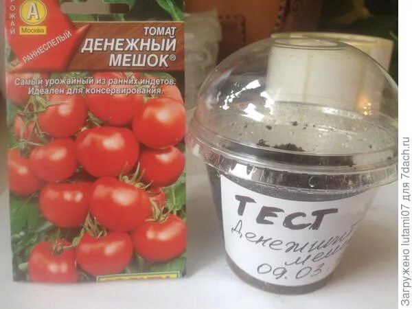 Томаты мешках отзывы. Томат денежный мешок сибирская селекция. томаты денежный мешок описание сорта. денежный мешок томат описание. томаты денежный мешок рассада.