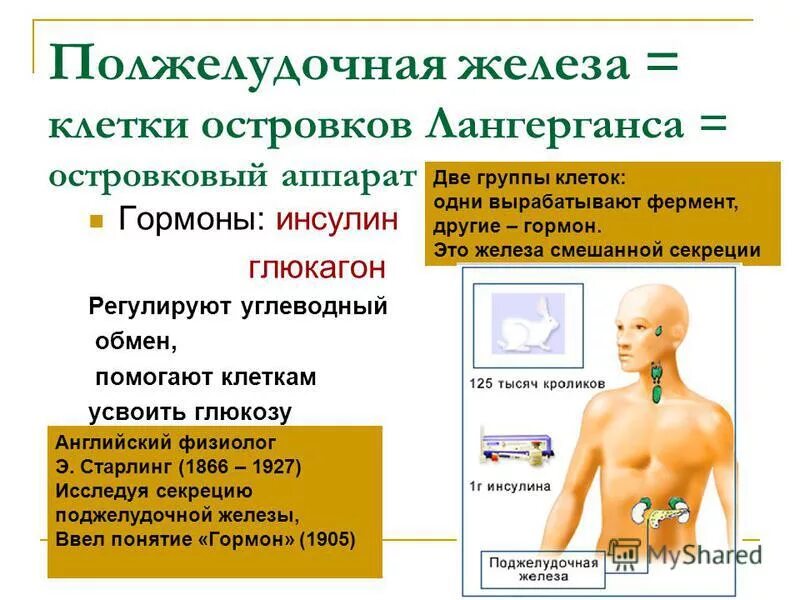 Инсулин гормон клеток островков лангерганса