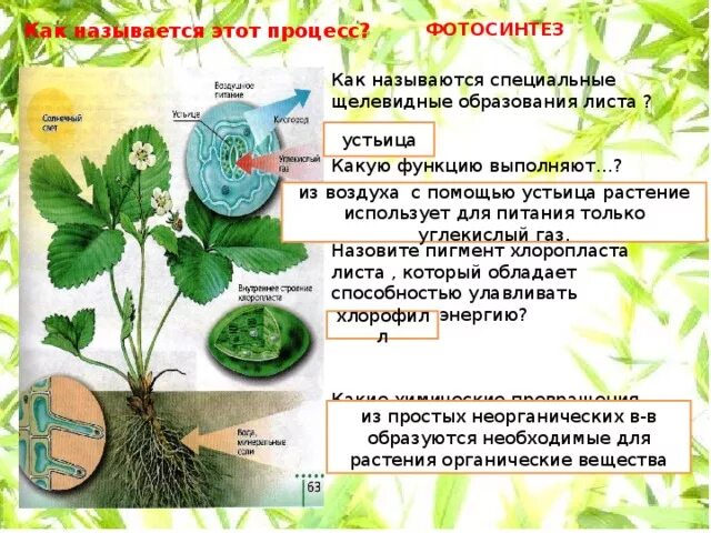 Как называется процесс листа. Фотосинтез 6 класс биология. фотосинтез презентация 6 класс. как происходит процесс фотосинтеза. необходимые условия для фотосинтеза растений.